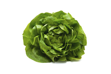 lettuce - colture - Fertilgest