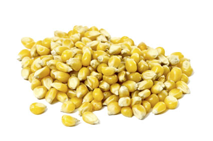 maize-corn - colture - Fertilgest